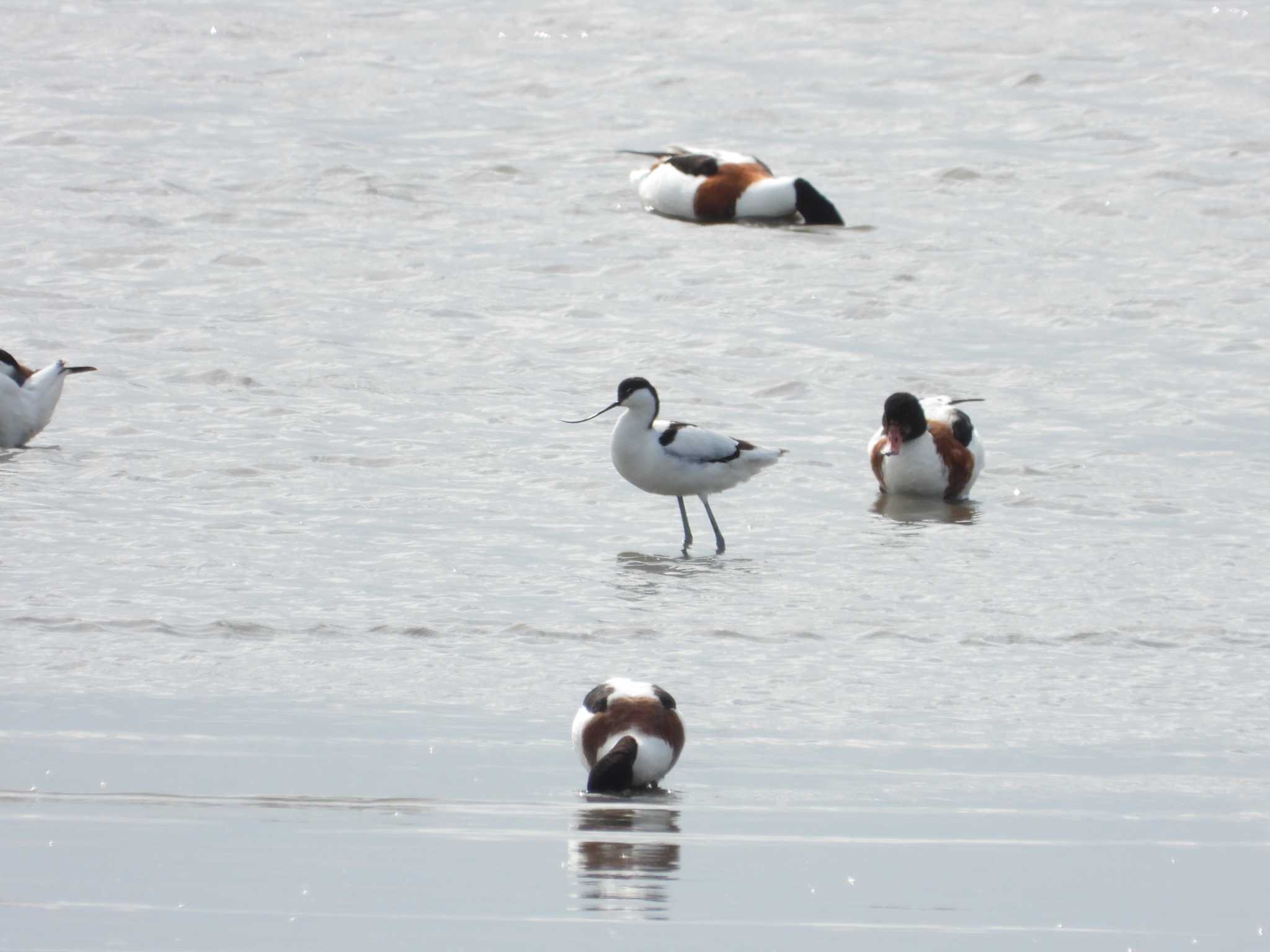 Pied Avocet