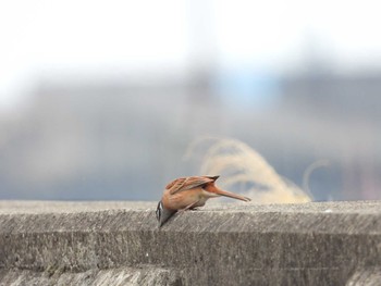 Meadow Bunting 肥前鹿島干潟 Mon, 3/21/2022