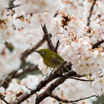 Warbling White-eye 愛知県豊田市 Sat, 3/26/2022