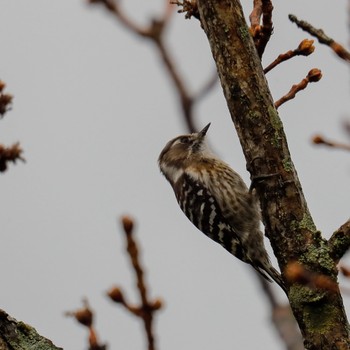 Japanese Pygmy Woodpecker 愛知県豊田市 Sat, 3/26/2022