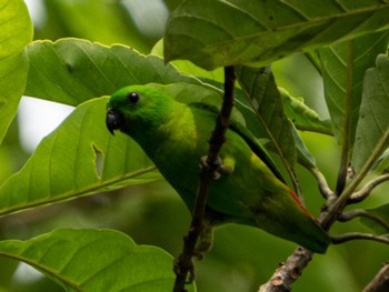 Blue-crowned Hanging Parrot Singapore Botanic Gardens Sun, 3/27/2022