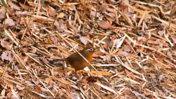 ガビチョウ 朝日山公園 2022年3月10日(木)