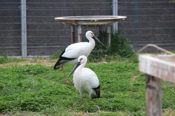 コウノトリ 鴻巣市コウノトリ野生復帰センター 天空の里 2022年3月27日(日)