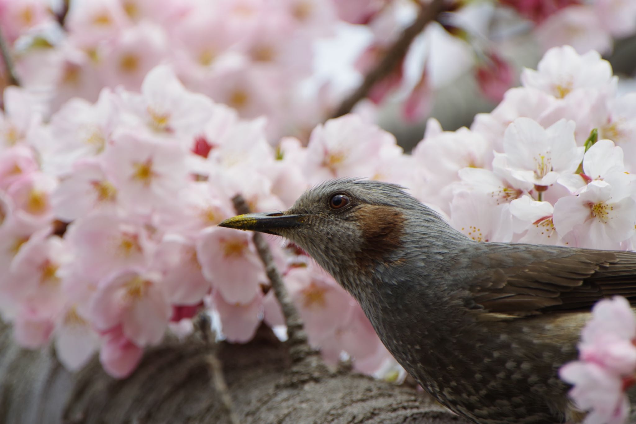 衣笠山公園 ヒヨドリの写真 by 蚊に刺されたくない