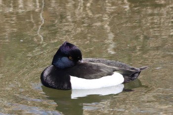 Tufted Duck 鴨川 Sun, 3/27/2022