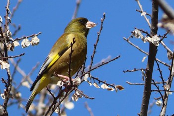 Grey-capped Greenfinch 鴨川 Sun, 3/27/2022