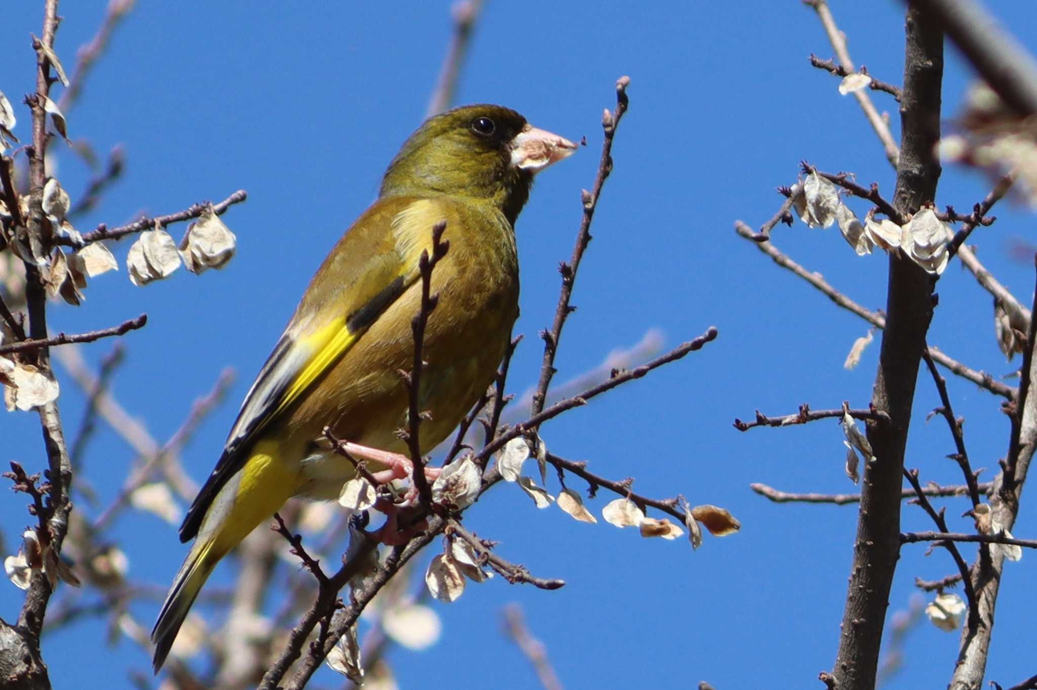 Photo of Grey-capped Greenfinch at 鴨川 by ゆりかもめ