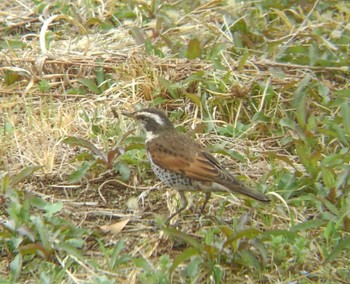 2022年3月27日(日) 埼玉県の野鳥観察記録