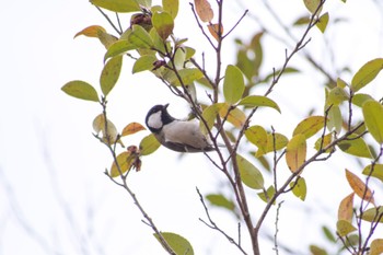 Japanese Tit 花見川 Sun, 3/27/2022