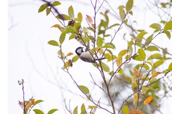 Japanese Tit 花見川 Sun, 3/27/2022