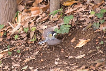 Japanese Tit 花見川 Sun, 3/27/2022