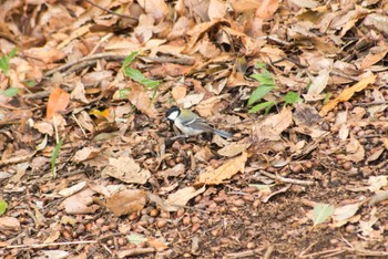 Japanese Tit 花見川 Sun, 3/27/2022