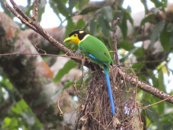 Long-tailed Broadbill