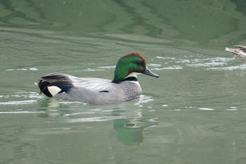 Falcated Duck 今津干潟 Sun, 3/27/2022