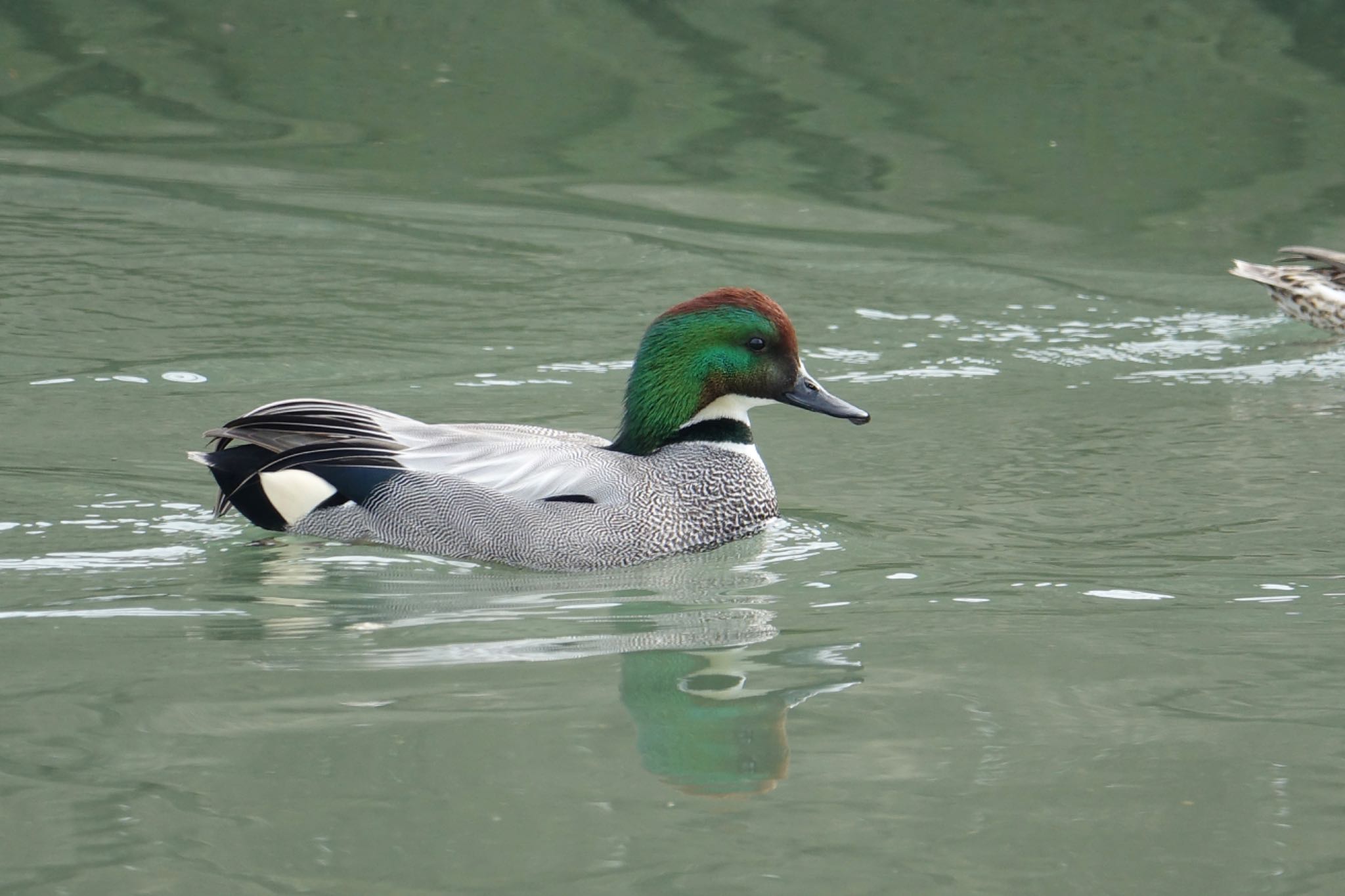 Photo of Falcated Duck at 今津干潟 by O S