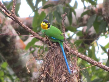 Long-tailed Broadbill マレーシア Sat, 2/23/2013