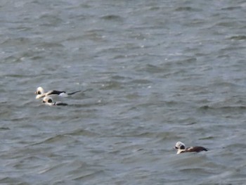 Long-tailed Duck Unknown Spots Mon, 3/21/2022
