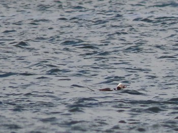 Long-tailed Duck Unknown Spots Mon, 3/21/2022