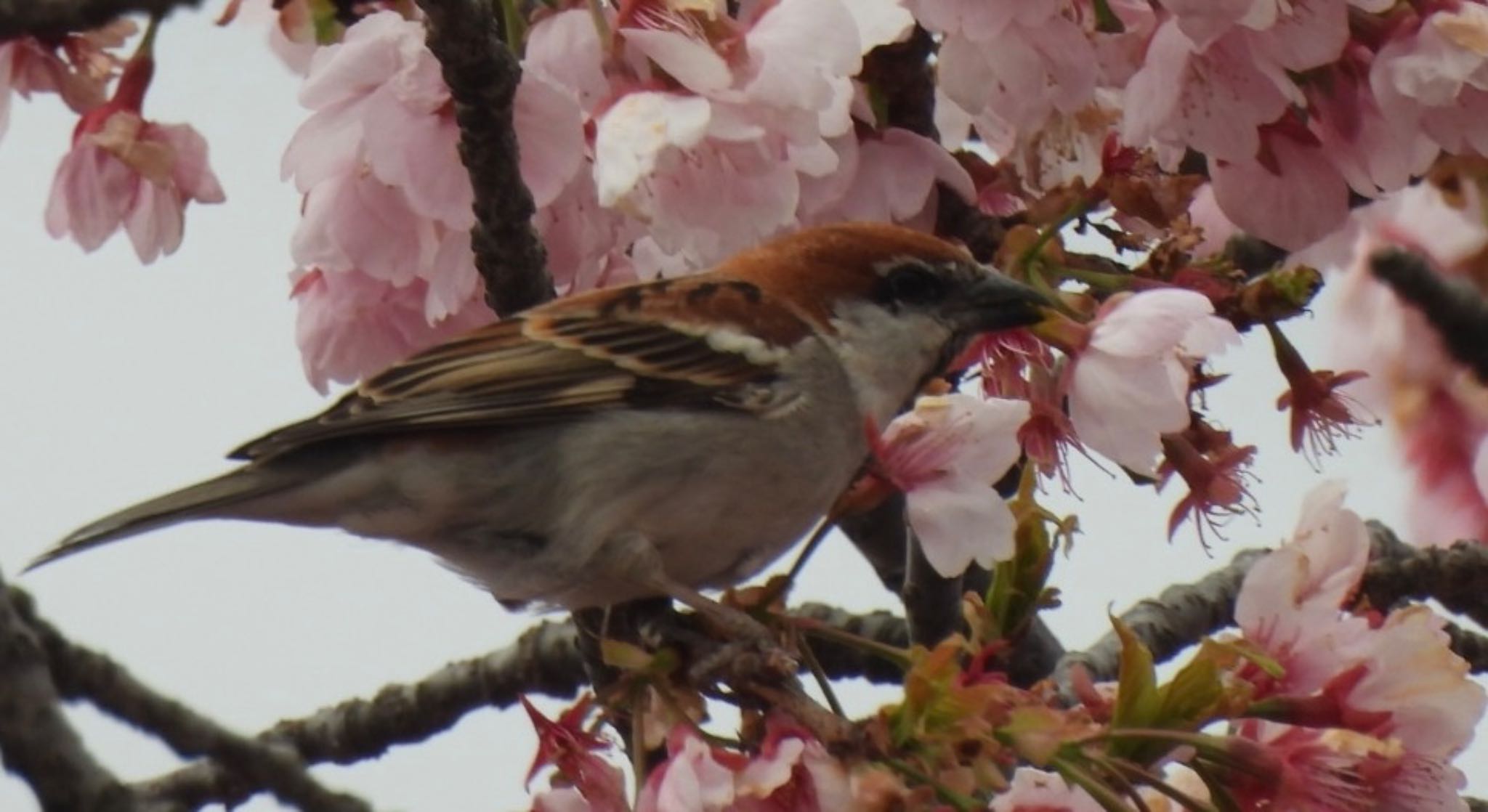 Photo of Russet Sparrow at 鴻巣市 by 日本野鳥撮影の旅