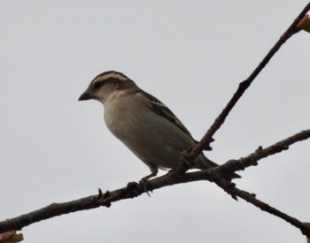 Russet Sparrow 鴻巣市 Sun, 3/27/2022