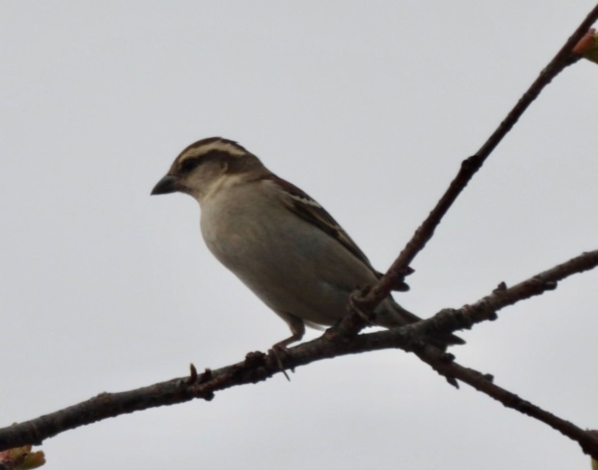 Russet Sparrow