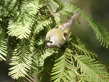 Goldcrest Nagai Botanical Garden Thu, 11/2/2017