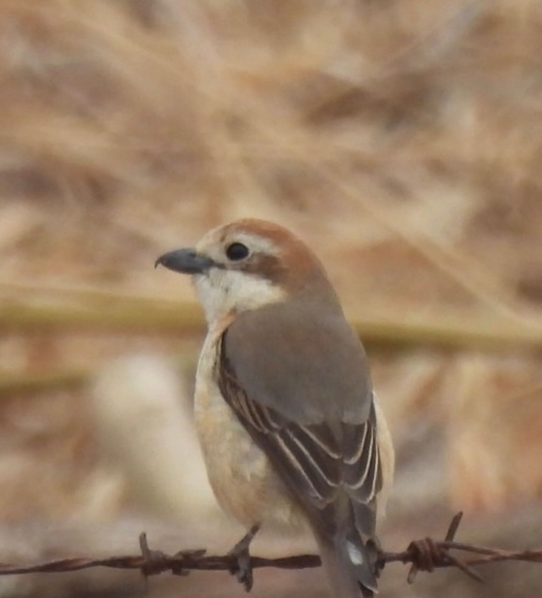 Photo of Bull-headed Shrike at 本郷農村公園(深谷市) by 日本野鳥撮影の旅