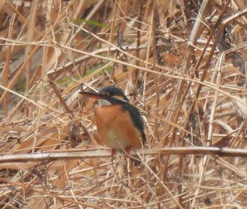 Common Kingfisher 本郷農村公園(深谷市) Sat, 3/26/2022