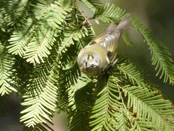 キクイタダキ 長居公園植物園 2017年11月2日(木)