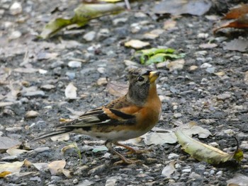 Brambling Nagai Botanical Garden Thu, 11/2/2017