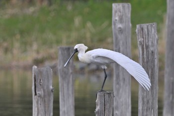 Black-faced Spoonbill Kasai Rinkai Park Sun, 3/27/2022