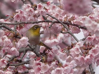 Warbling White-eye 鴻巣市 Wed, 3/23/2022