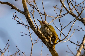 Japanese Green Woodpecker 朽木いきものふれあいの里 Sun, 3/27/2022