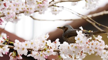 ヒヨドリ 大和市千本桜 2022年3月27日(日)