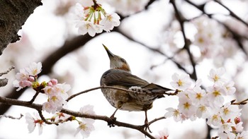 ヒヨドリ 大和市千本桜 2022年3月27日(日)