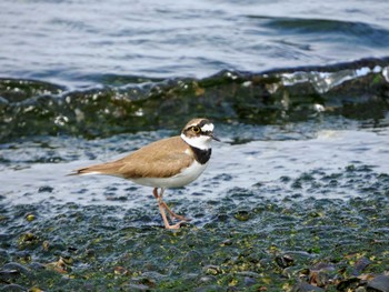 Little Ringed Plover 富津市 Sun, 3/27/2022