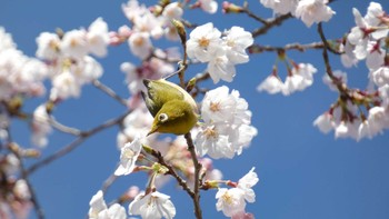 メジロ 菊川総合運動公園 2022年3月27日(日)