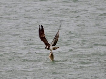 ミサゴ 湖北野鳥センター 2022年3月26日(土)