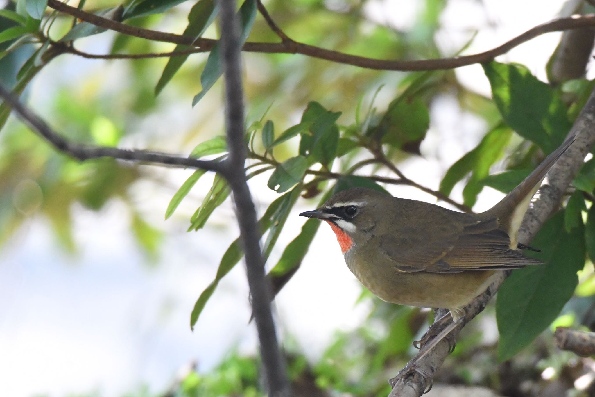 Photo of Siberian Rubythroat at  by Yamaguchi Takayuki