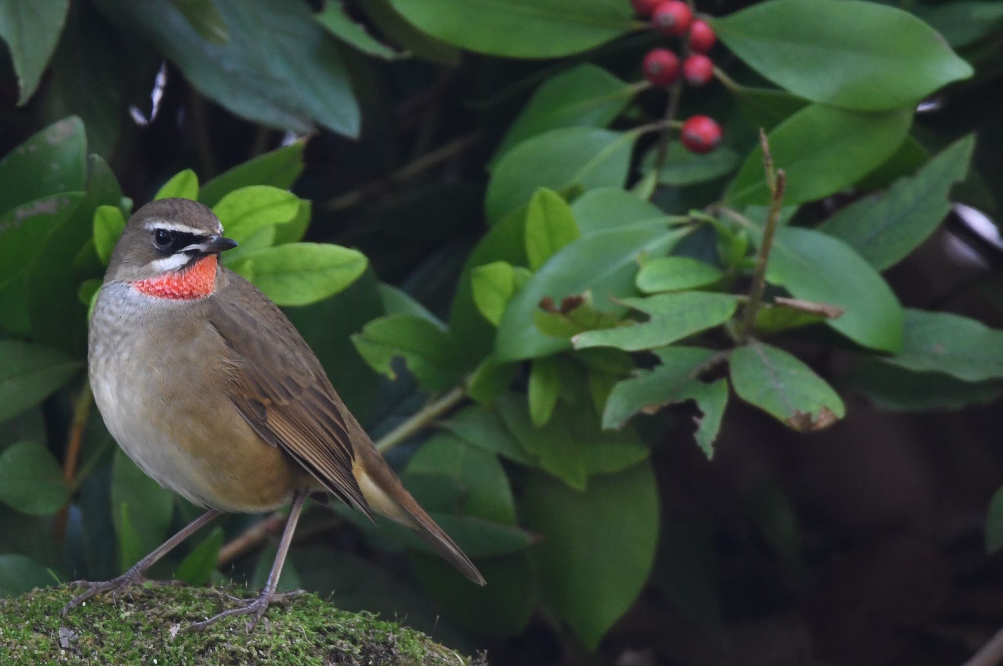 Photo of Siberian Rubythroat at  by Yamaguchi Takayuki