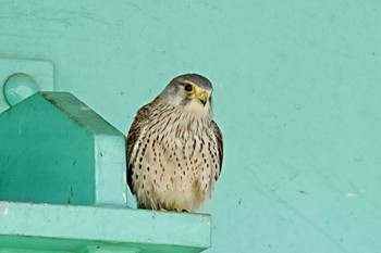 Sun, 3/27/2022 Birding report at 淀川河川公園