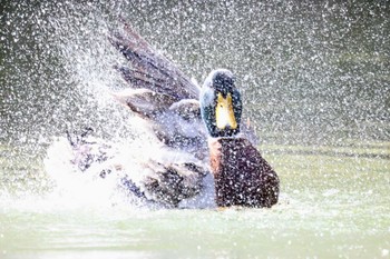 マガモ 和歌山城公園 2022年3月27日(日)