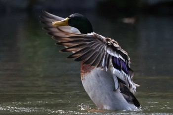 マガモ 和歌山城公園 2022年3月27日(日)