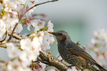 ヒヨドリ 内緒 2022年3月27日(日)