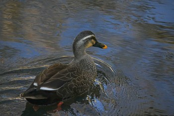 2022年3月27日(日) 内緒の野鳥観察記録