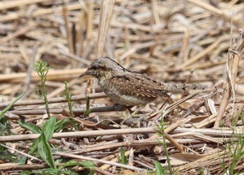 2022年3月27日(日) 勅使池(豊明市)の野鳥観察記録