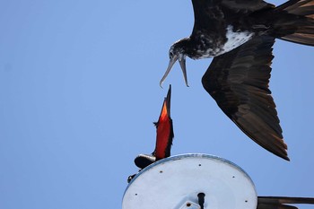 Magnificent Frigatebird Galapagos Islands(Ecuador) Sun, 9/17/2017