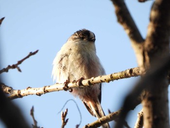 2022年3月27日(日) 服部緑地の野鳥観察記録