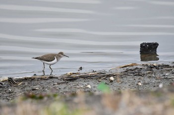 2022年3月26日(土) 伊佐沼の野鳥観察記録