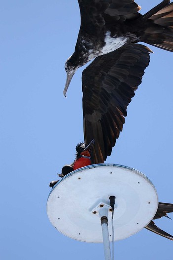 Magnificent Frigatebird Galapagos Islands(Ecuador) Sun, 9/17/2017